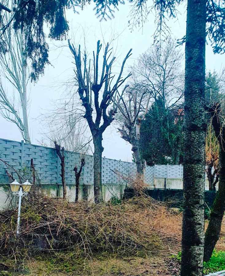 Jardines y Reformas Atenea poda de árboles